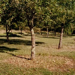 Roble pubescente Trufero - Tuber Uncinatum